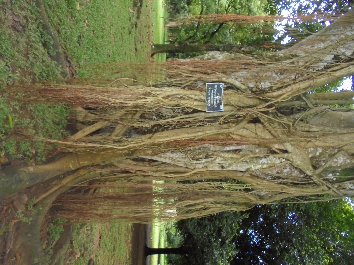 Ficus nymphaeifolia Mill.